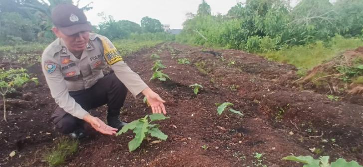 Dukung Ketahanan Pangan, Personel Polsek Teluk Meranti Cek Lahan Tanaman Terong di Lahan Mapolsek