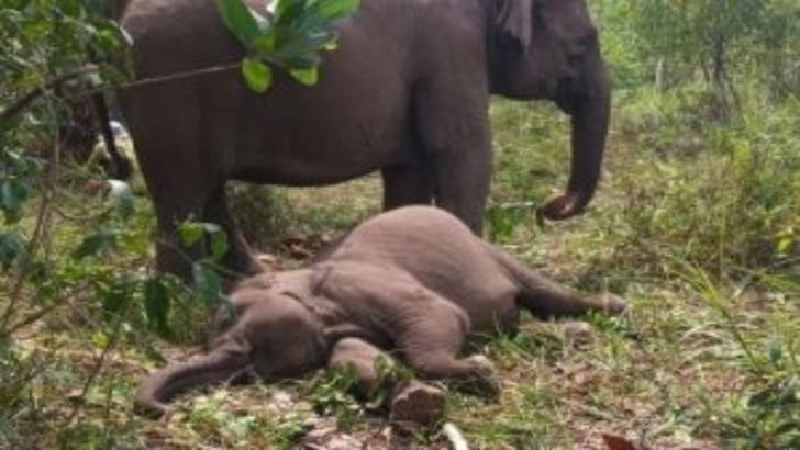 Ini Penyebab Gajah Mati di TNTN